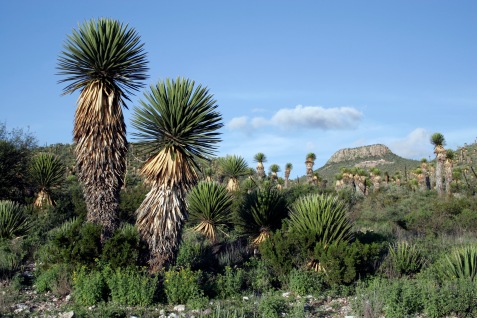 Yucca_forest