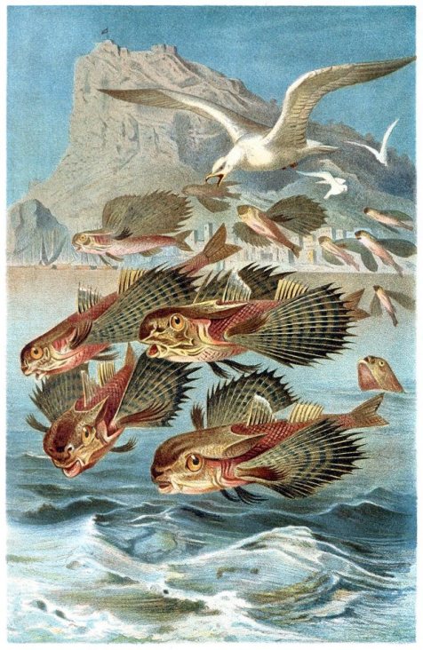 flying-gunard-from-alfred-brehms-life-of-animals-1883